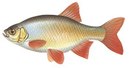 Лазурит - иконка «рыбалка» в Средней Ахтубе